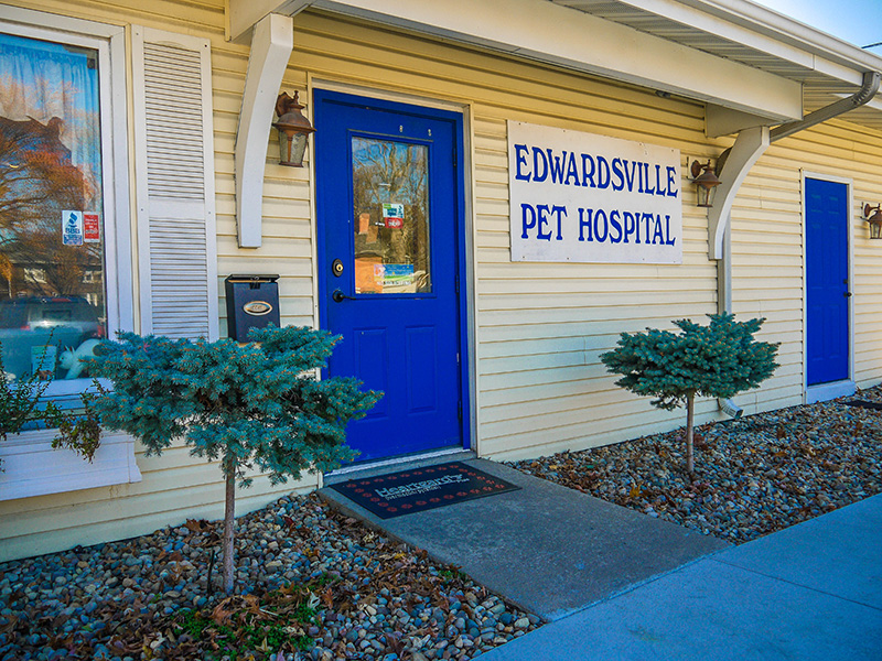 Edwardsville IL pet hospital