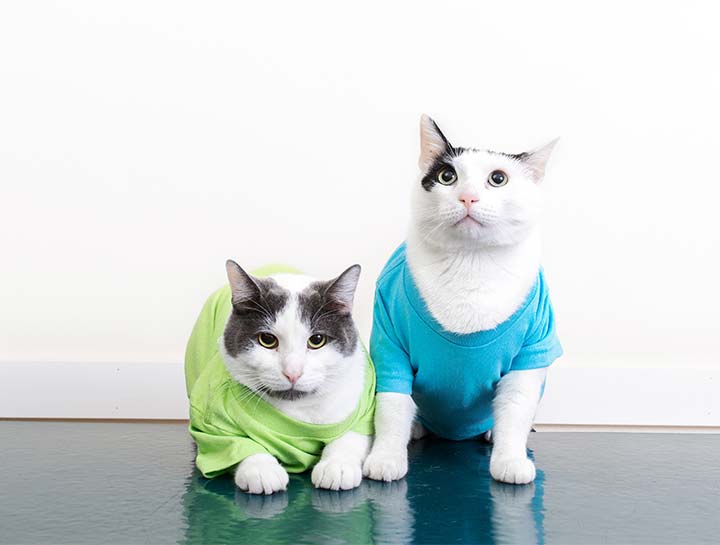 Mobile veterinarians
